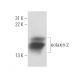 eotaxin-2 Antibody (NYRhEOT2) - Western Blotting - Image 17843
