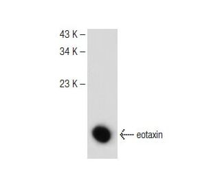 eotaxin Antibody (G-1) - Western Blotting - Image 149460