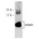 eotaxin Antibody (G-12) - Western Blotting - Image 147164