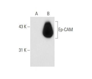 Ep-CAM Antibody (3H2141) - Western Blotting - Image 56529 