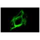 Ep-CAM Antibody (9C4) - Immunofluorescence - Image 7966 