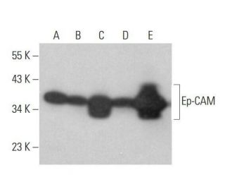 western blotting image from recommended Ep-CAM (C-10) monoclonal antibody replacement. Image 353148