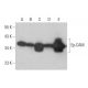 western blotting image from recommended Ep-CAM (C-10) monoclonal antibody replacement. Image 353148