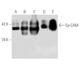 Ep-CAM Antibody (AUA1) - Western Blotting - Image 13974