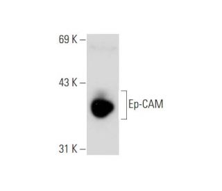Ep-CAM Antibody (B302) - Western Blotting - Image 57623 