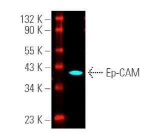 Ep-CAM Antibody (EBA-1) - Western Blotting - Image 390752 