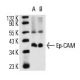 Ep-CAM Antibody (G8.8) - Western Blotting - Image 13951 