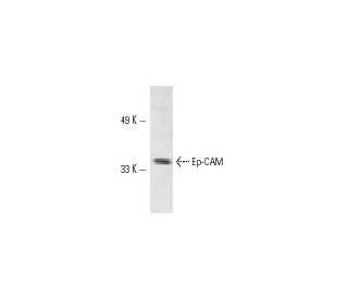 Ep-CAM Antibody (KS1/4) - Western Blotting - Image 10840 