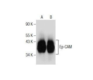 Ep-CAM Antibody (VU-1D9) - Western Blotting - Image 156196 