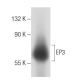 EP3 Antibody (5F5) - Western Blotting - Image 51759