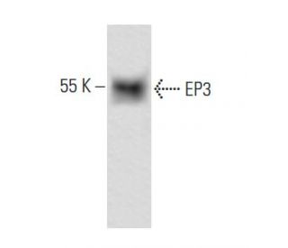 EP3 Antibody (5F5) - Western Blotting - Image 67413 