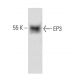 western blotting image from recommended EP3 (5F5) monoclonal antibody replacement. Image 67413