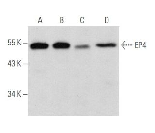 western blotting image from recommended EP4 (C-4) monoclonal antibody replacement. Image 356540