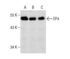 ep4-antibody-c-4-western-