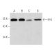 western blotting image from recommended EP4 (C-4) monoclonal antibody replacement. Image 356540