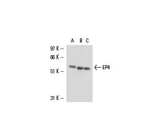 EP4 Antibody (C-4) - Western Blotting - Image 15525Each CRISPR/Cas9 Knockout (KO) Plasmid product consists of a pool of 3 plasmids designed to ensure identification and cleavage of a specific gene for maximum knockout efficiency. Each plasmid encodes a unique 20 nt sequence derived from the GeCKO (v2) library. 