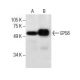 EP58 Antibody (C-3) - Western Blotting - Image 285881 