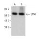 EP58 Antibody (C-3) - Western Blotting - Image 372079