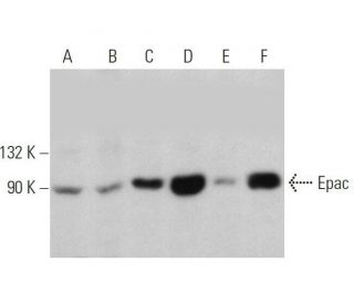 western blotting image from recommended Epac (A-5) monoclonal antibody replacement. Image 358554