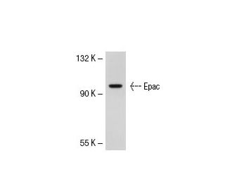 Epac Antibody (A-5) - Western Blotting - Image 40502