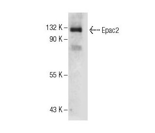 western blotting image from recommended Epac2 (A-7) monoclonal antibody replacement. Image 7526