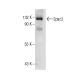 western blotting image from recommended Epac2 (A-7) monoclonal antibody replacement. Image 7526