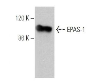EPAS-1 Antibody (190b) - Western Blotting - Image 361754 