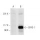 EPAS-1/HIF-2 alpha Antibody (A-5) - Western Blotting - Image 11315
