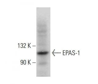 EPAS-1/HIF-2 alpha Antibody (A-5) - Western Blotting - Image 379145 