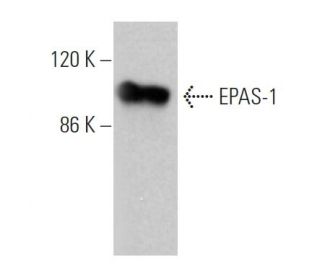 western blotting image from recommended EPAS-1/HIF-2 alpha (190b) monoclonal antibody replacement. Image 361754