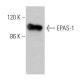 western blotting image from recommended EPAS-1/HIF-2 alpha (190b) monoclonal antibody replacement. Image 361754