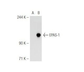 EPAS-1 (190b): sc-13596. Western blot analysis of EPAS-1 expression in... 