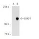 EPAS-1 (190b): sc-13596. Western blot analysis of EPAS-1 expression in... 