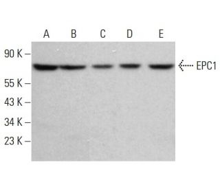 EPC1 Antibody (D-6) - Western Blotting - Image 382820 