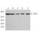 EPC1 Antibody (D-6) - Western Blotting - Image 382820 