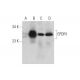 EPDR1 Antibody (D-10) - Western Blotting - Image 298575 