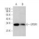 EPDR1 Antibody (D-10) - Western Blotting - Image 369315