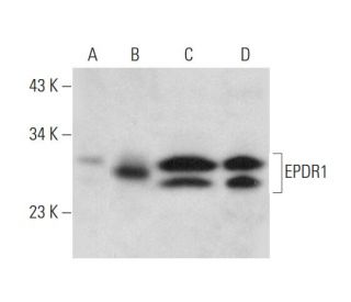 EPDR1 Antibody (F-6) - Western Blotting - Image 298574 