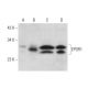 EPDR1 Antibody (F-6) - Western Blotting - Image 298574 