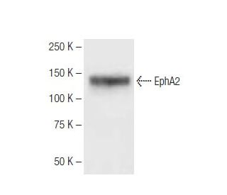 EphA2 Antibody (3D7) - Western Blotting - Image 62768 