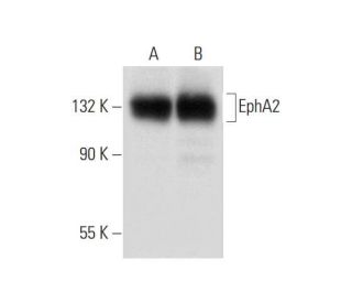 western blotting image from recommended EphA2 (C-3) monoclonal antibody replacement. Image 318454
