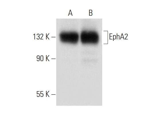 EphA2 Antibody (C-3) | SCBT - Santa Cruz Biotechnology