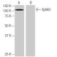 EphA3 Antibody (4-RE49) - Western Blotting - Image 64929