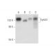 这种多克隆抗体已经停产。请参阅我们推荐的<a href="epha3-antibody-d-2">EphA3 (D-2)</a>单克隆抗体(显示样本数据)。 western blotting image from recommended EphA3 (D-2) monoclonal antibody replacement. Image 316288