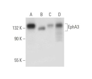 western blotting image from recommended EphA3 (D-2) monoclonal antibody replacement. Image 316288