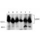 western blotting image from recommended EphA4 (D-4) monoclonal antibody replacement. Image 141698