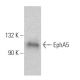 EphA5 Antibody (8B10B1) - Western Blotting - Image 368046
