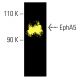 EphA5 Antibody (8B10B1) - Western Blotting - Image 401718 