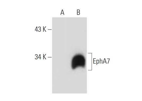 EphA7抗体 (E-7) | SCBT - Santa Cruz Biotechnology