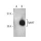 EphA7 Antibody (E-7) - Western Blotting - Image 395726